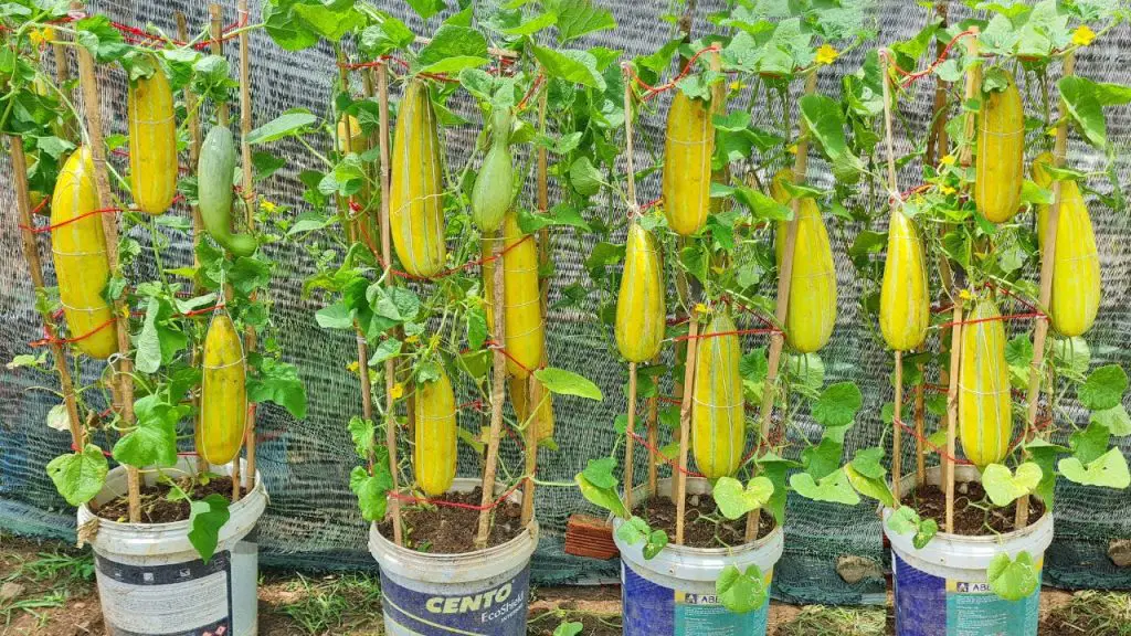 90 days of growing and harvesting melon, tips for growing melon at home