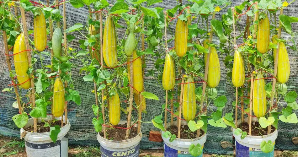 90 days of growing and harvesting melon, tips for growing melon at home ...