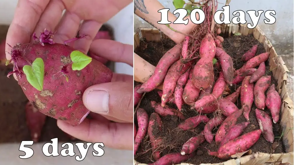 Tips for growing sweet potatoes from tubers, lots of tubers and easy to