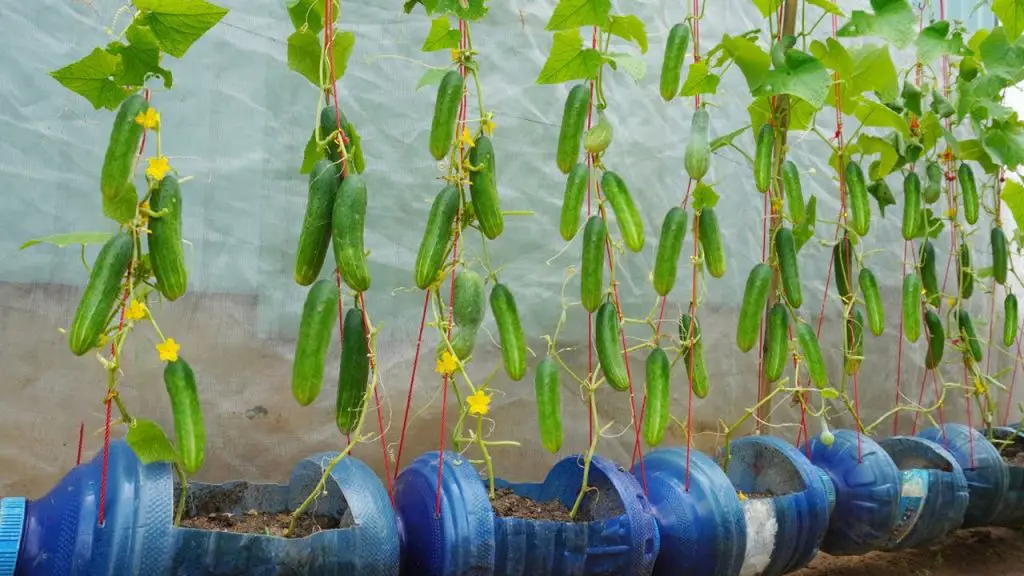 How to have a cucumber garden with many fruits at home? Here is the