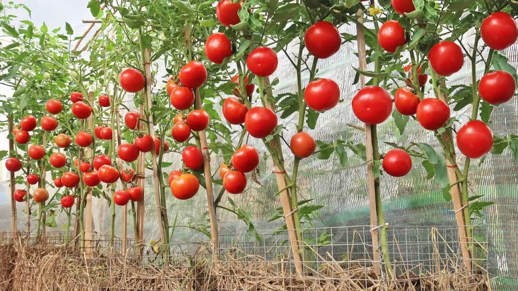 Special method of growing tomatoes, produces many, large and evenly ...