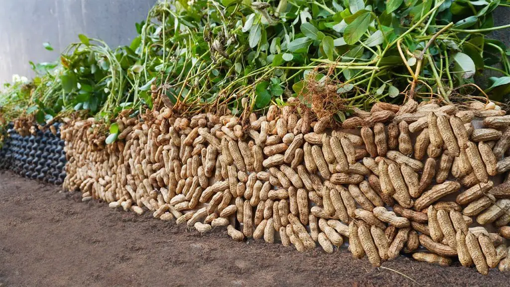 When you know this method of growing peanuts, it is easy to achieve