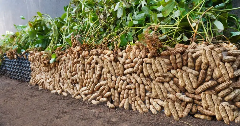 When you know this method of growing peanuts, it is easy to achieve