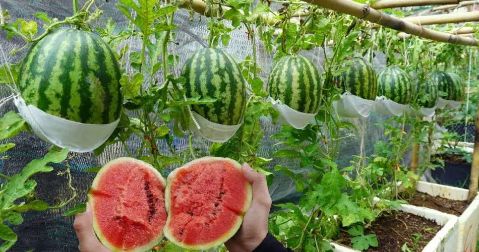 This is the method of growing watermelon at home for large, red and ...