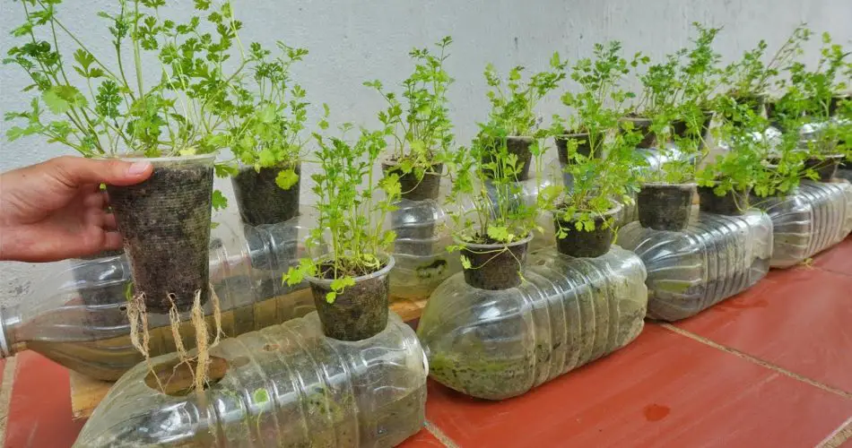 Smart idea, using plastic bottles to grow coriander. Fast and easy to