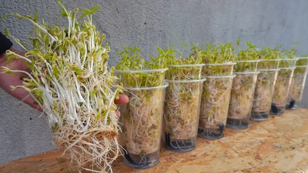 Use Old Plastic Cups To Grow And Harvest Bean Sprouts Which Are Very