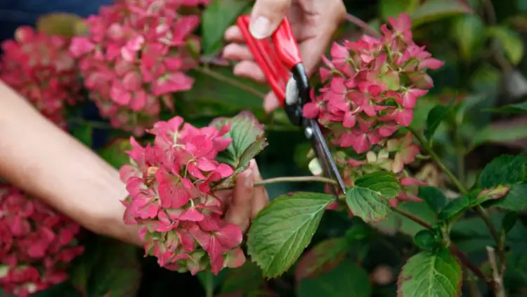 How to dry hydrangea flowers? 4 Tips for preserving flowers – Tipsin ...