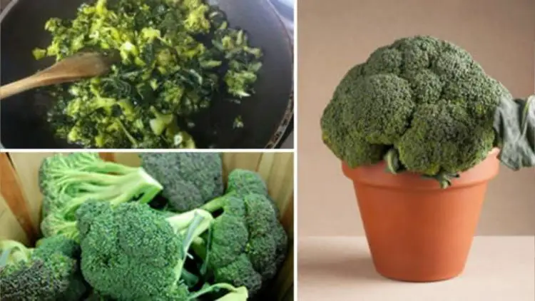 Cultivating Broccoli Bliss A Guide To Growing Potted Broccoli At Home Tipsin The Garden