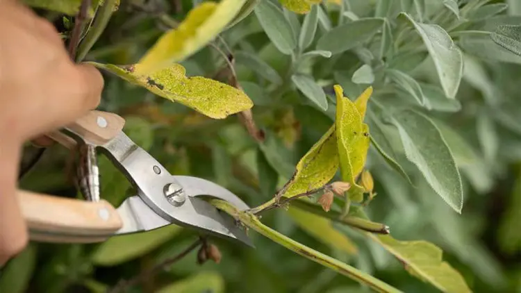 Prune aromatic plants in July &ndash; Tipsin the Garden