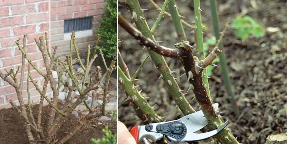 Mastering Spring Pruning Tips For Healthy Roses And Abundant Blooms Mastering Spring Pruning Tips For Healthy Roses And Abundant Blooms