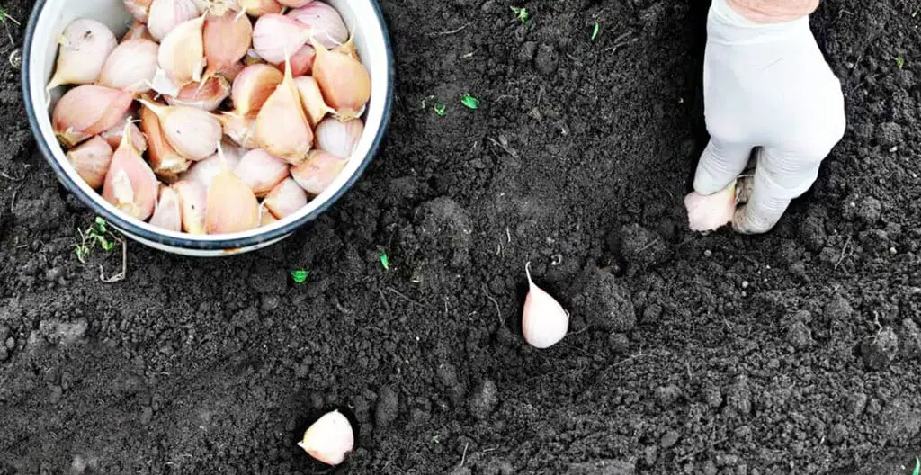 Spring Seed Garlic Planting Spring Garlic in Spring: When and How to Do It Correctly to ...