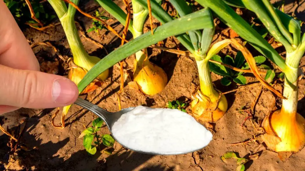 How to Feed Onions in July for Maximum Size and Juiciness Tipsin the