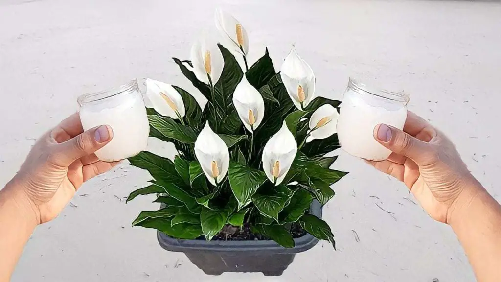 Callaco Healthy and Lush Calla Lilies with This Simple Ingredient! – Tipsin the ...