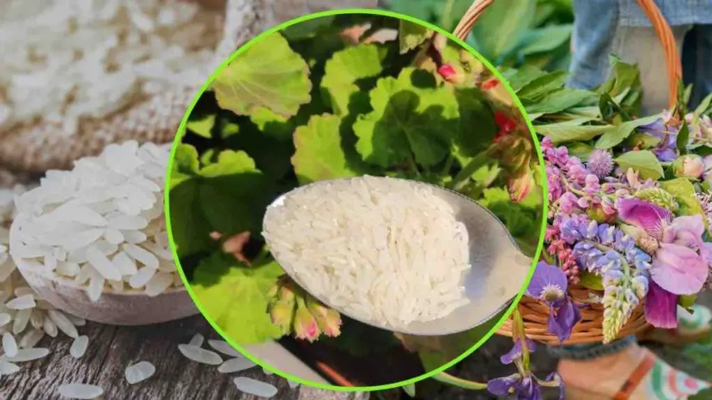 Spring Garden Rice Rice in Plants: The Gardener’s Trick to Make Them Grow Quickly – Tipsin ...