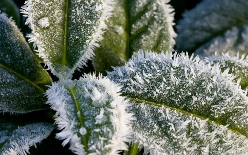 How to Protect Plants from the Cold in Winter – Tipsin the Garden