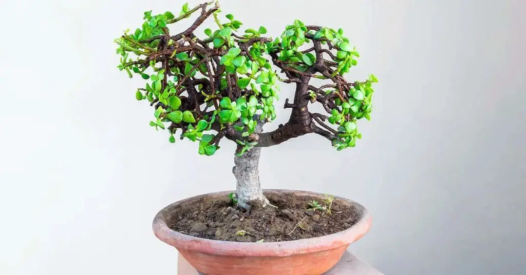 Jade Tree (Crassula Ovata): Your Ultimate Guide to Planting and Care ...
