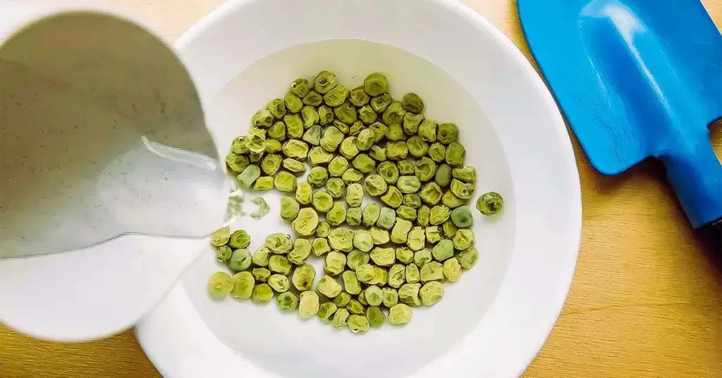 5 Reasons to Soak Seeds Before Planting (and How to Do It) – Tipsin the ...