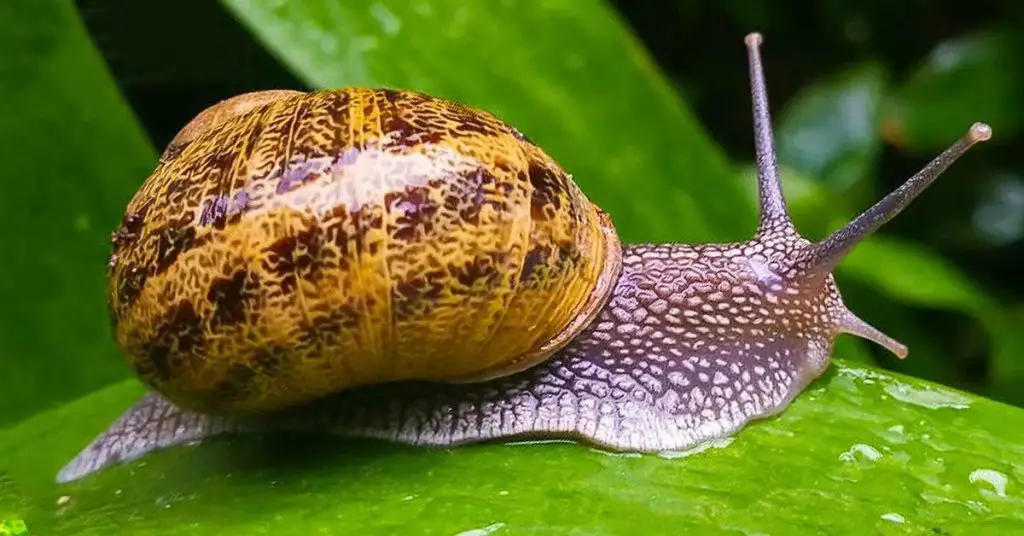 How To Get Rid Of Snails 5 Natural Tips To Protect Your Garden