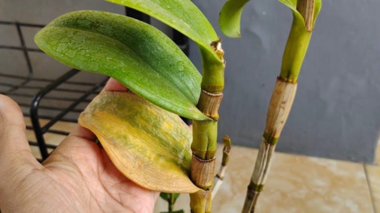 The Secret Trick to Revive a Dying Orchid and Make It Bloom Again ...