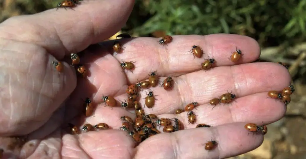 5 Beneficial Insects for Your Garden (and How to Attract Them) 🐞🌿 ...