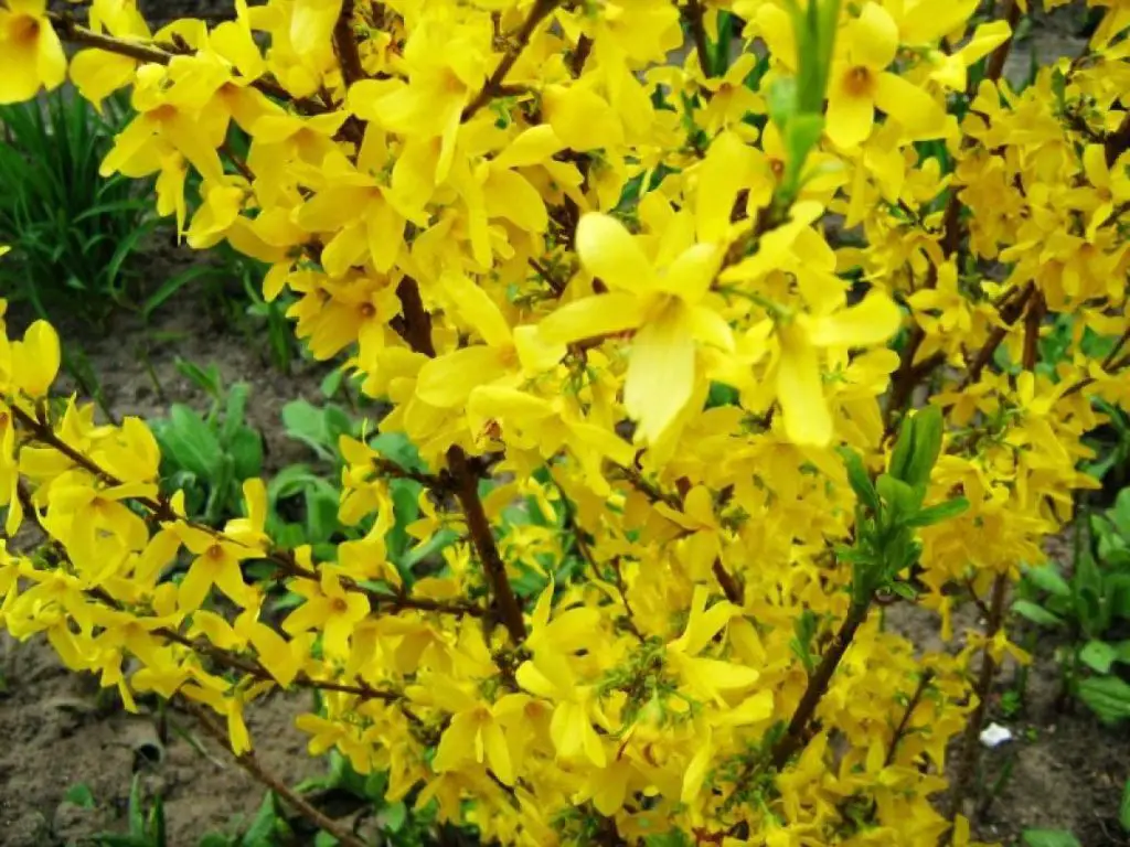 🌼 How to Protect Forsythia from Diseases and Pests: Keep Your Spring ...