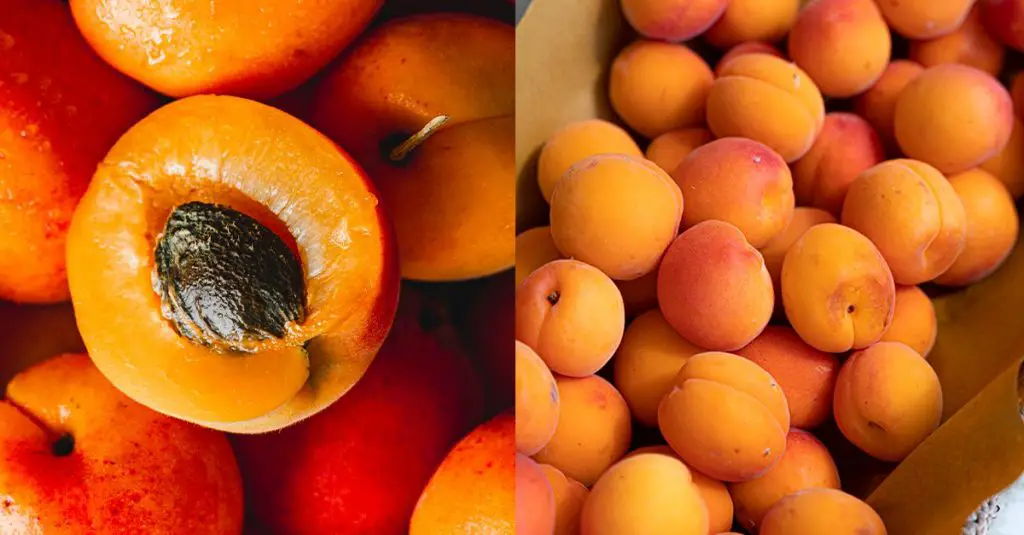 10 Easy to Grow Fruit Trees And Their Benefits Tipsin The Garden 10-easy-to-grow-fruit-trees-and-their-benefits-tipsin-the-garden